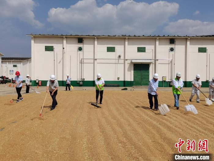 应对小麦倒伏、发霉 中储粮多措助力河南夏粮收购