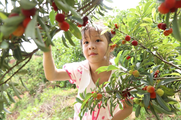 杨梅红满枝 畅享“梅”好“食”光