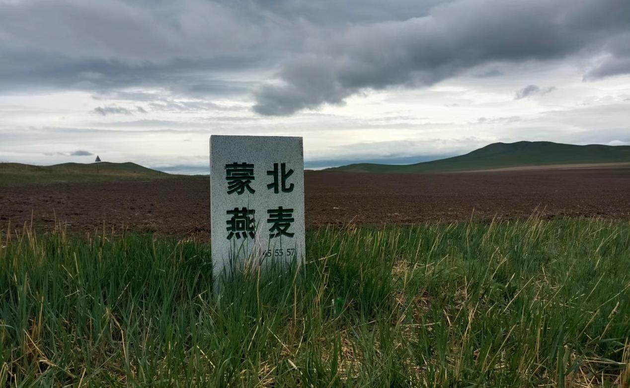 蒙北燕麦：让食物返璞归真 2023年燕麦播种开启