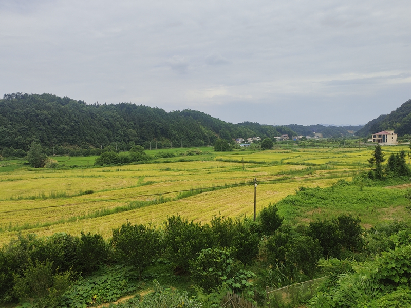 服务到“田” 千亩早稻开镰“丰”景如画