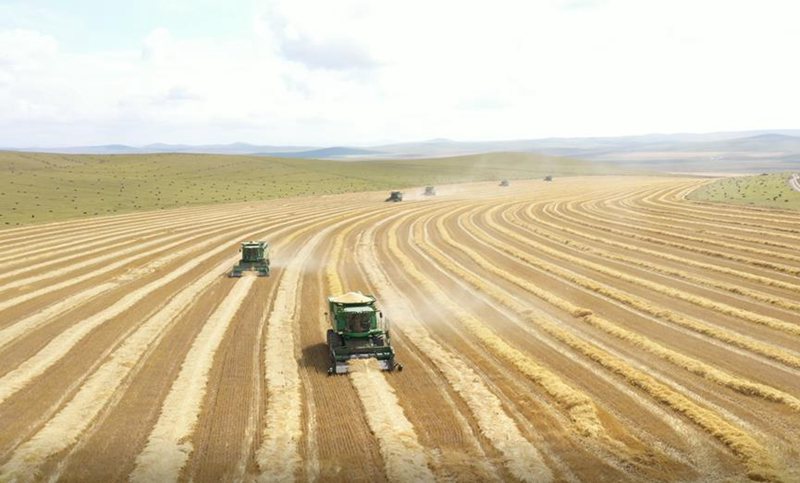 “蒙北燕麦” 中国最大的天然燕麦种植基地开始收割