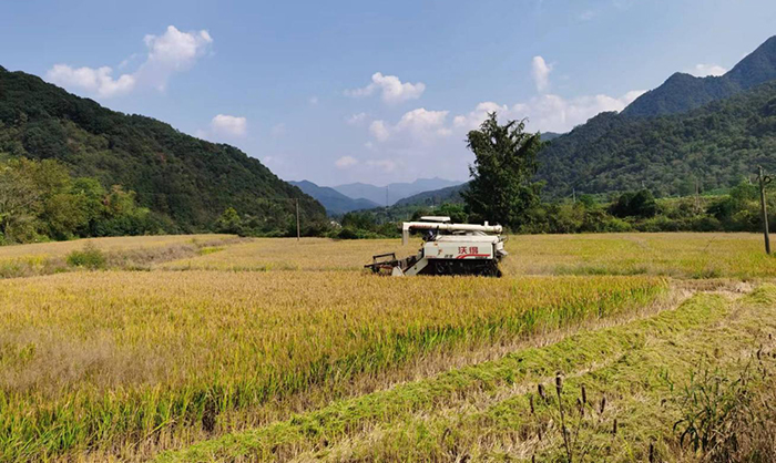 石台县塔坑村：风吹稻浪好“丰”景水稻丰收正当时