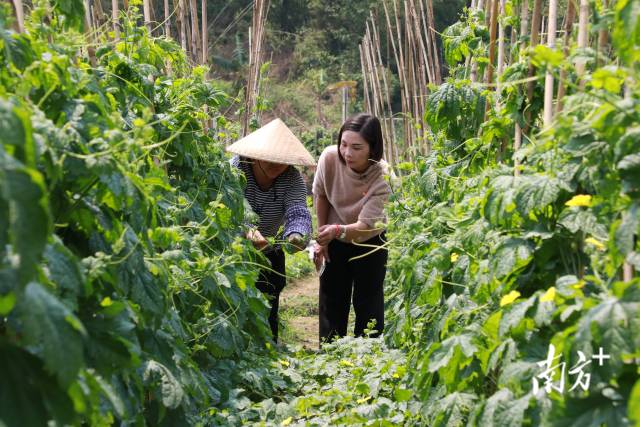 江门网红凉瓜村有位“80后”女头雁