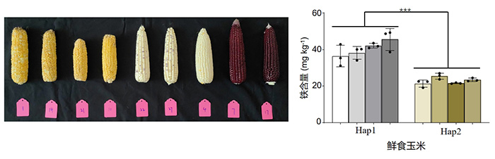 为补铁提供新思路！我科学家发现玉米籽粒铁转运开关