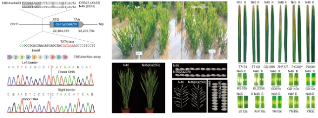 抗白叶枯病和细菌性条斑病水稻新种质创制成功