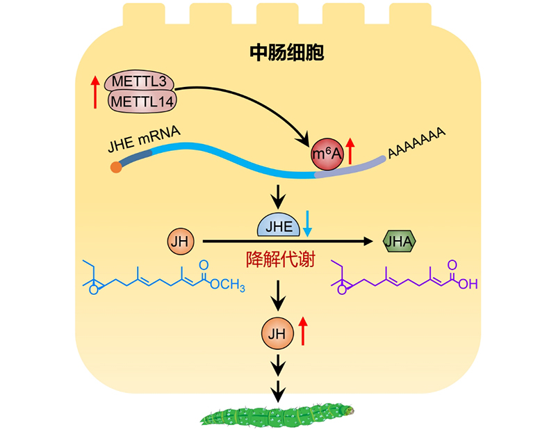 小菜蛾为何能“百毒不侵”？科研人员发现一关键开关