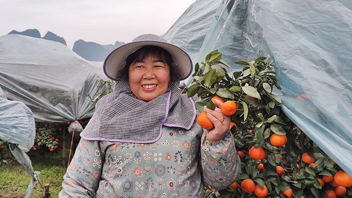 新春走基层｜嘎嘎甜！广西“小砂糖橘”大丰收