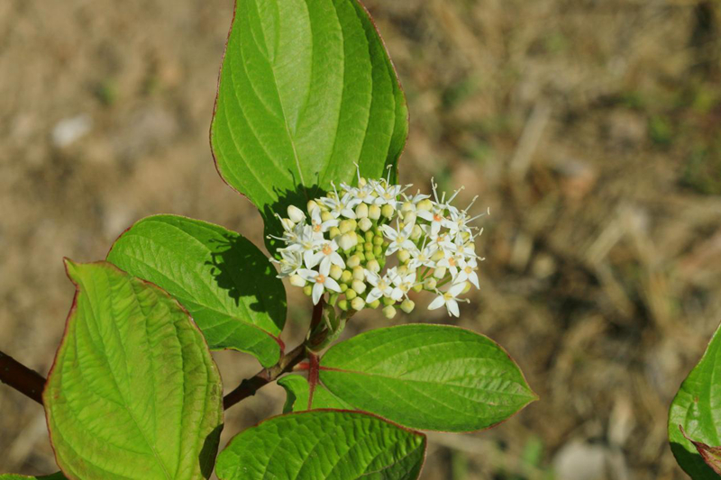 “美人”在“骨”不在花：了解观茎植物红瑞木