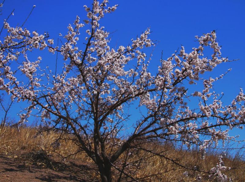 花传春信：“娇靥绽放春风中”的山杏