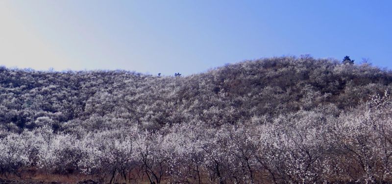 花传春信：“娇靥绽放春风中”的山杏