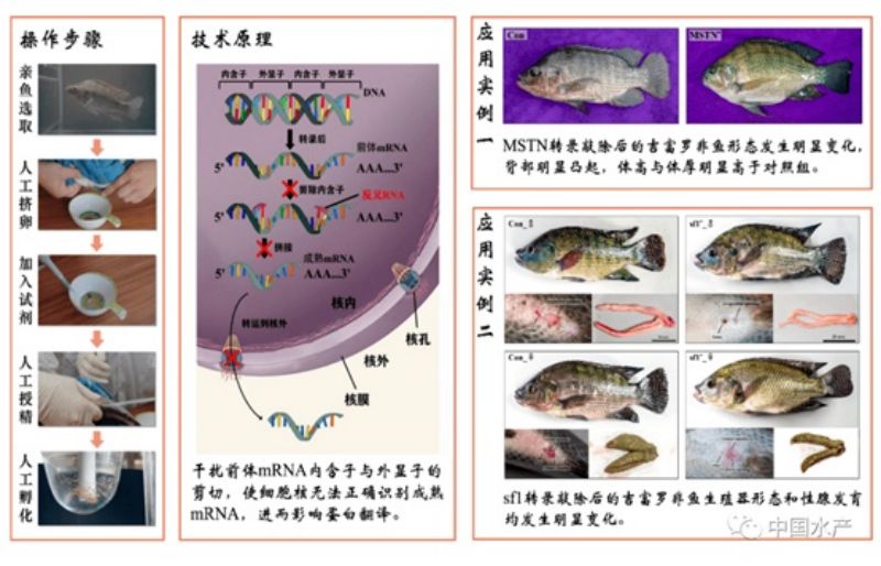 生物技术助力我国水产养殖研究“如鱼得水”