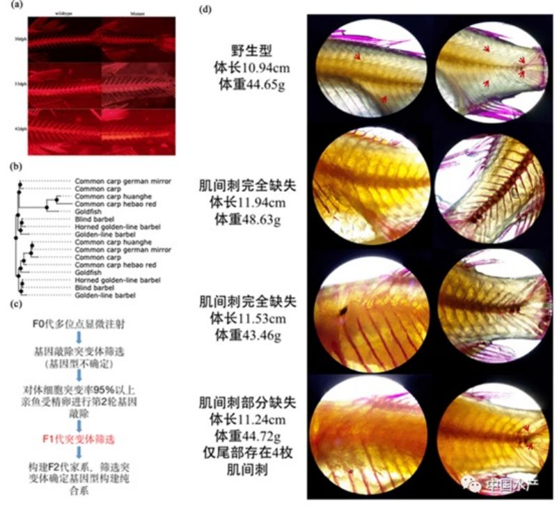 生物技术助力我国水产养殖研究“如鱼得水”