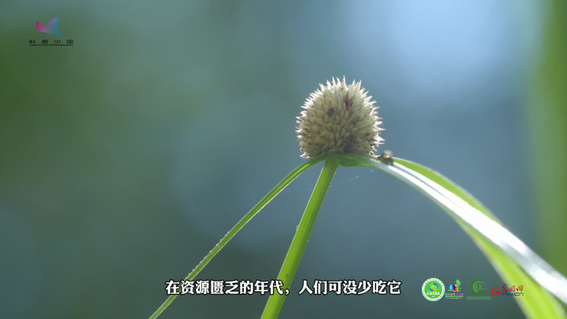 【热作科普】水蜈蚣：姓名“凶猛”的“温柔”植物