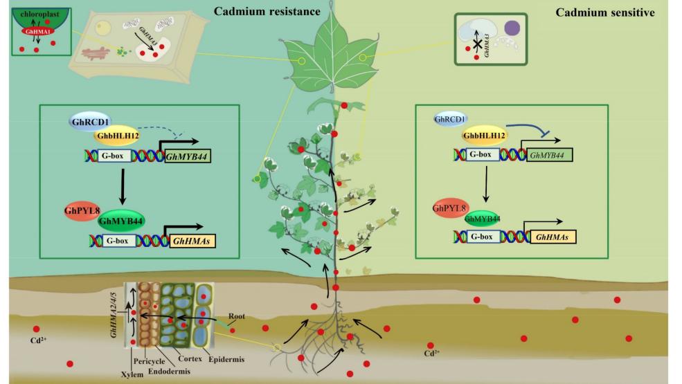 最新研究：棉花通过关键基因修复土壤镉污染