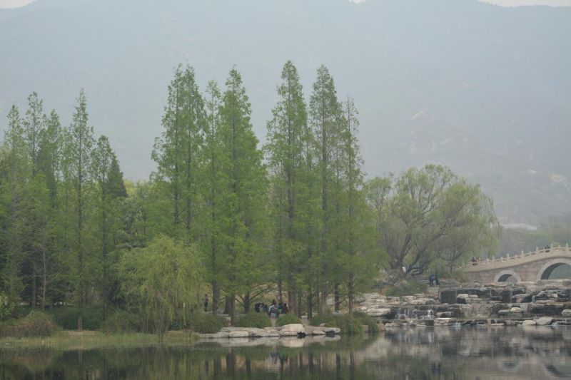 水杉：从化石中“复活”的孑遗植物