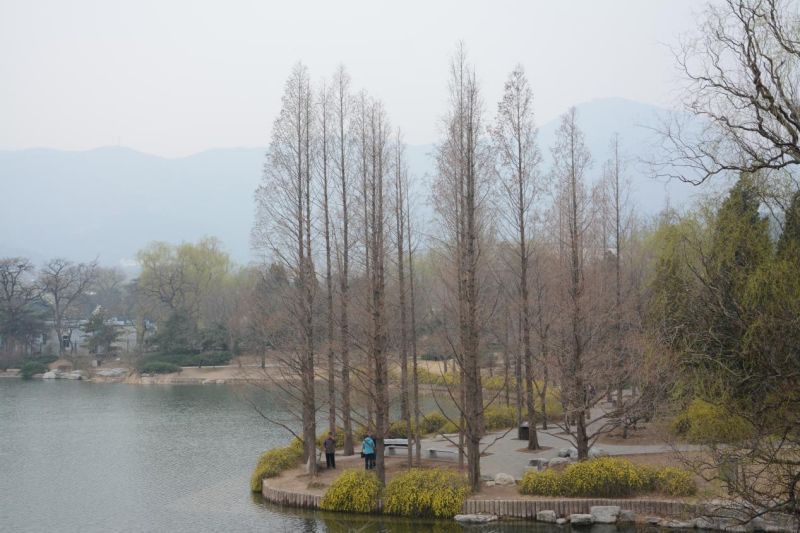 水杉：从化石中“复活”的孑遗植物