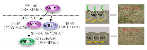 研究发现水稻中胚轴伸长及破土出苗的分子机制