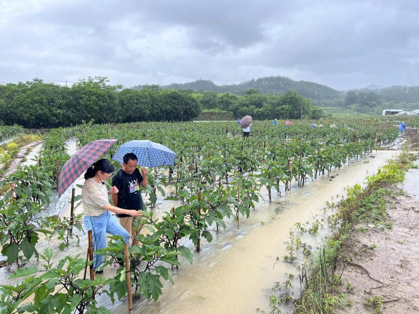 抗旱防涝 蔬菜产业专家团技术援助农民救灾减灾