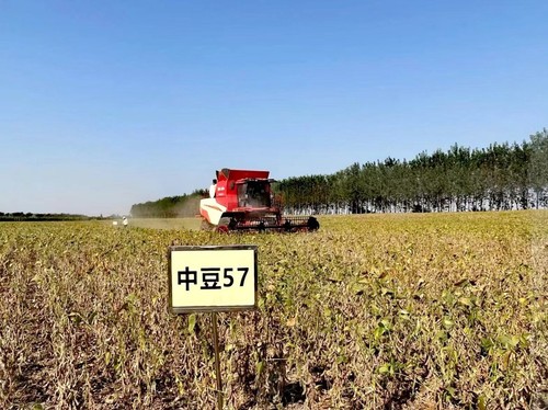 中豆57“高烤”夺丰收