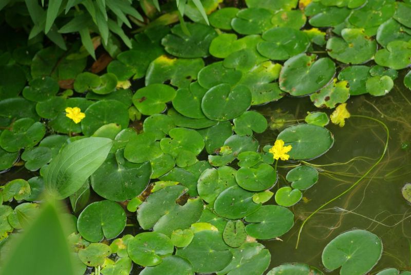 美貌又实用：颂传千载的“参差荇菜”