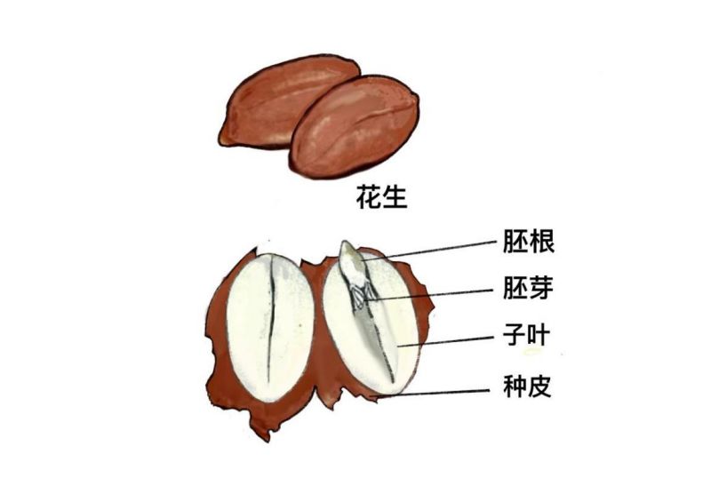 地上开花，地下结果：了解喜爱“运动”的落花生