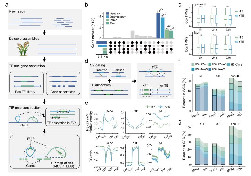 冷到发抖?转座子助力植物修炼抗冻“超能力” 冷到发抖?转座子助力植物修炼抗冻“超能力”
