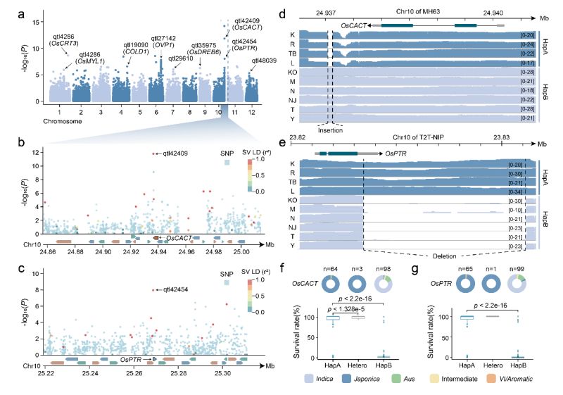 冷到发抖?转座子助力植物修炼抗冻“超能力” 冷到发抖?转座子助力植物修炼抗冻“超能力”