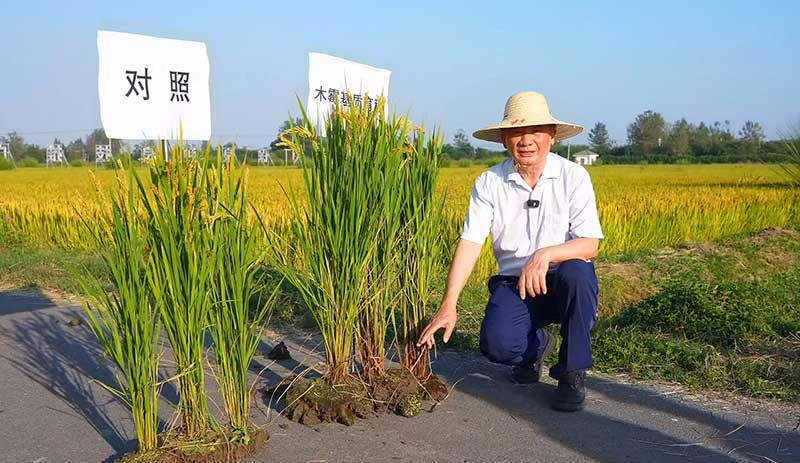 1亩稻田多投入3元，收益净增150元，秘密在这株“菌”里
