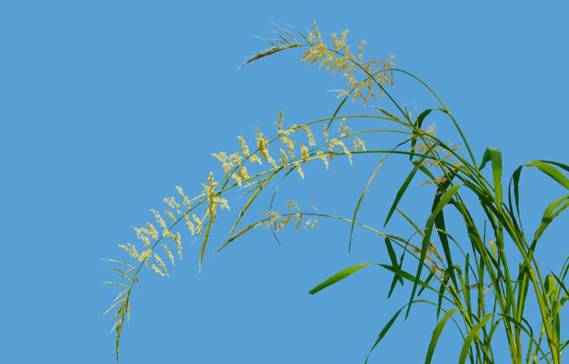 北美沼生菰首个接近完整的基因组组装完成