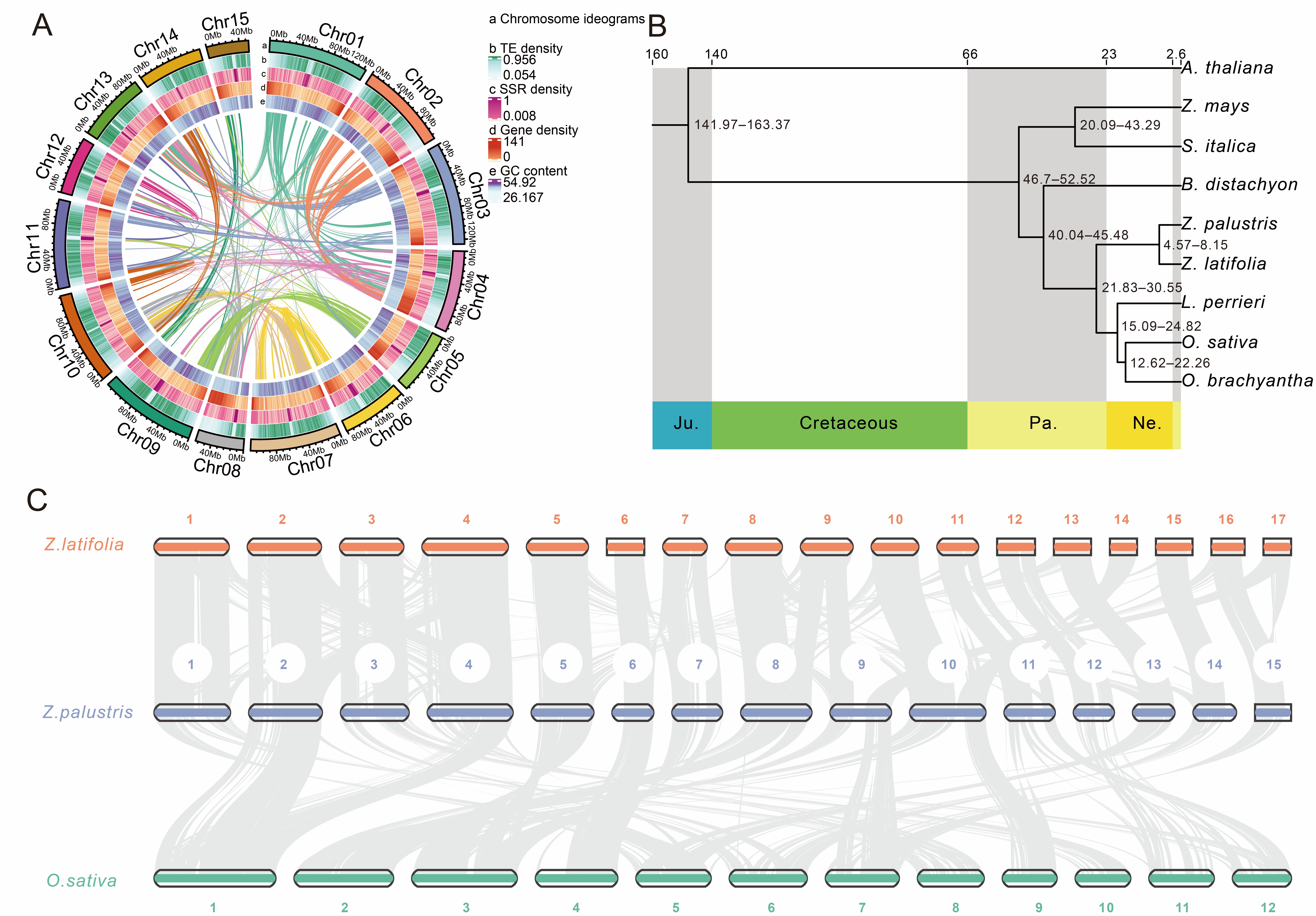 北美沼生菰首个接近完整的基因组组装完成