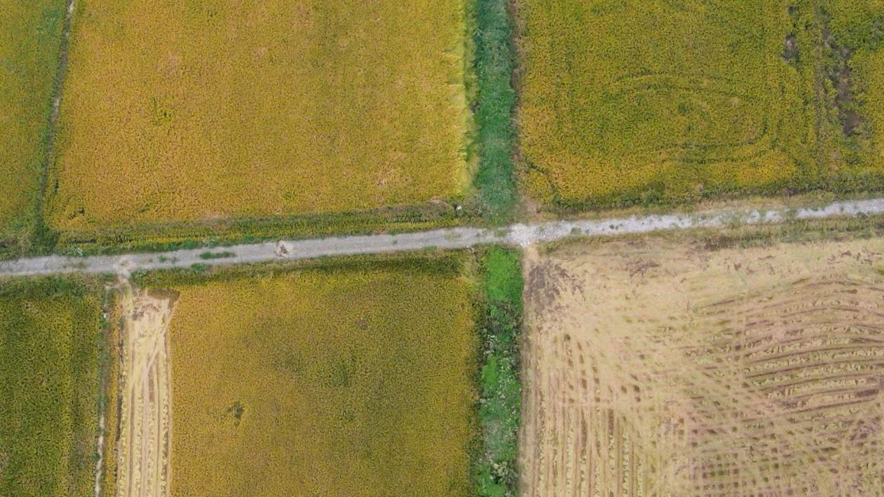 柴桑田间绘新景：高标准农田让“粮田”变“良田”