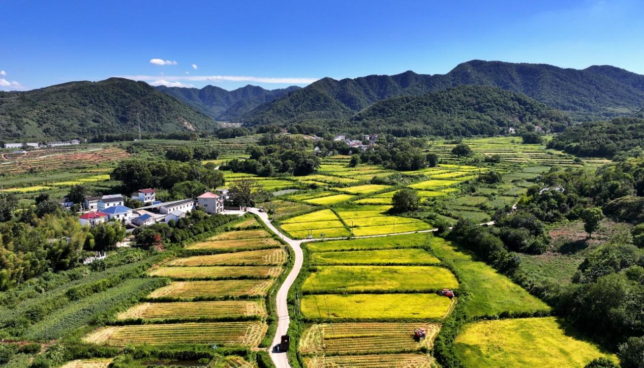 柴桑田间绘新景：高标准农田让“粮田”变“良田”