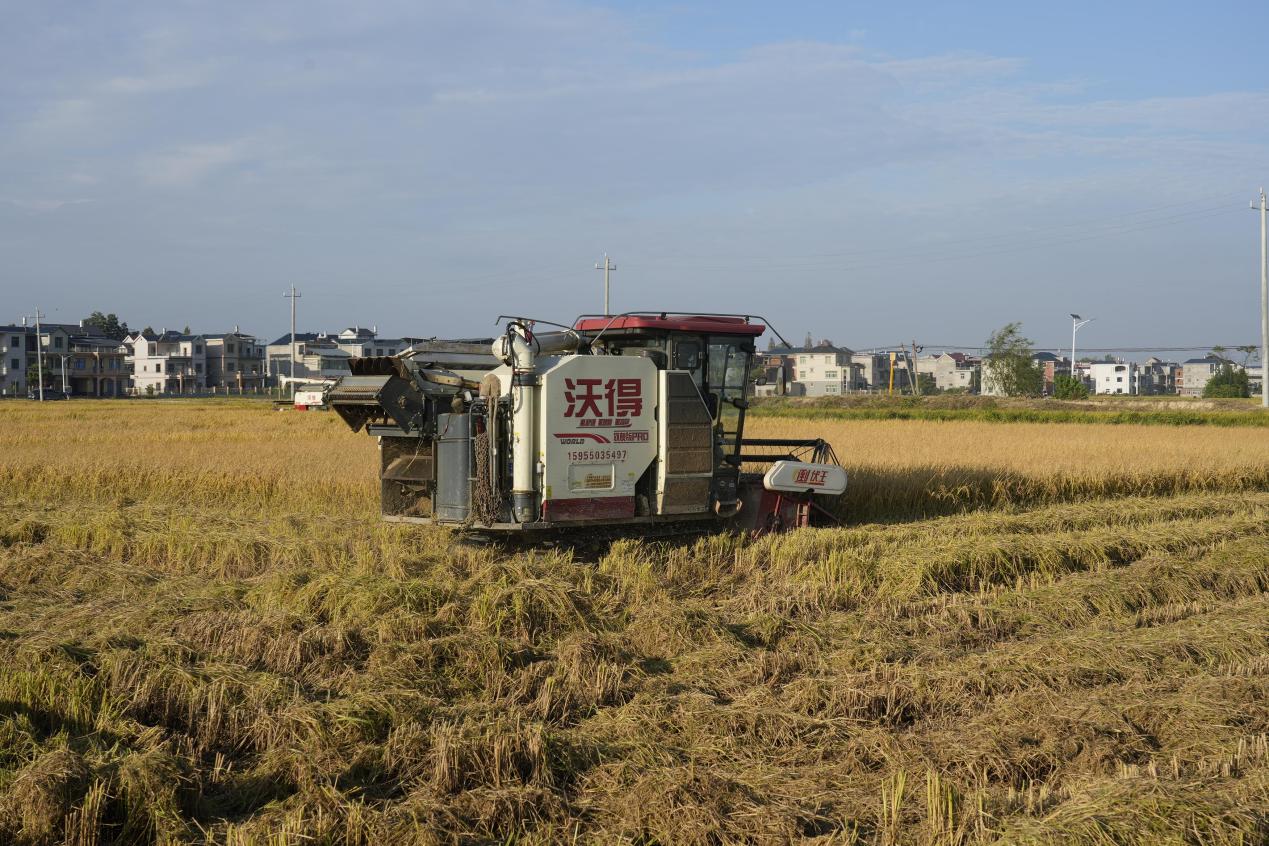 江西鄱阳：高标准农田让“鱼米之乡”再添新活力