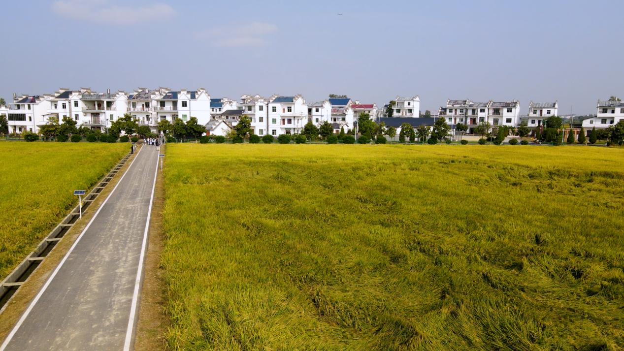 江西鄱阳：高标准农田让“鱼米之乡”再添新活力