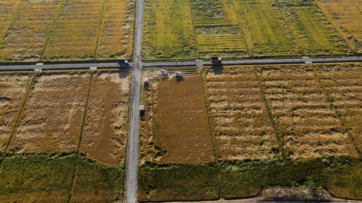 江西鄱阳：高标准农田让“鱼米之乡”再添新活力