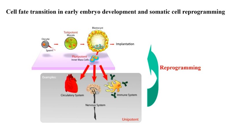 高绍荣院士：表观遗传决定细胞“命运”，助力大动物智能育种