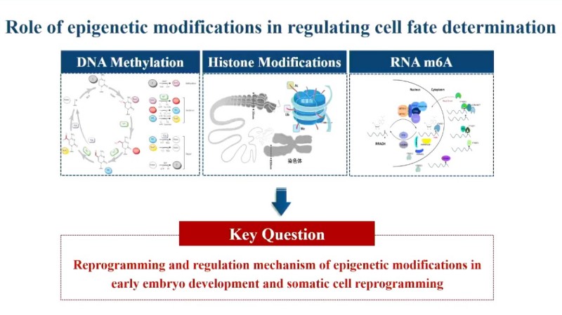 高绍荣院士：表观遗传决定细胞“命运”，助力大动物智能育种