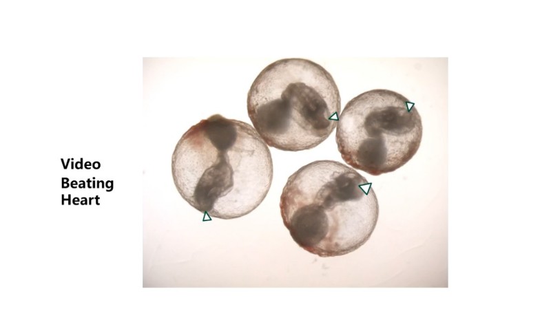 高绍荣院士：表观遗传决定细胞“命运”，助力大动物智能育种