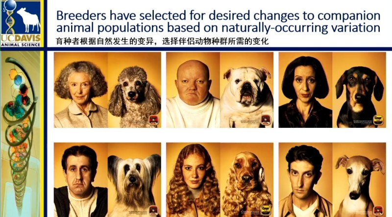 基因编辑：动物育种告别“慢功夫”，迈入“精准时代”