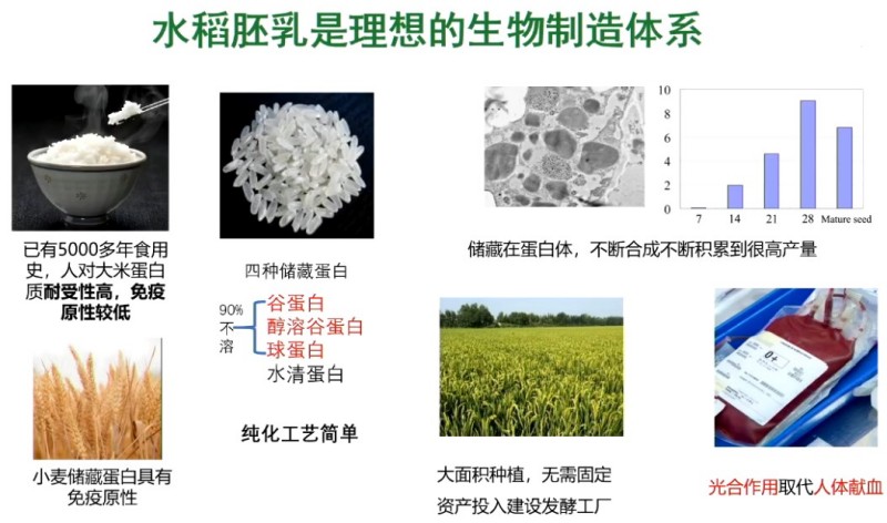 碗里的大米不简单！育种技术让它“种”出救命药