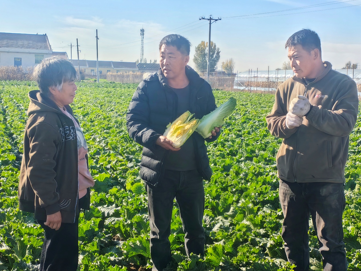 从“论斤卖”到“论个卖”，玉田蔬菜产业升级有何秘诀