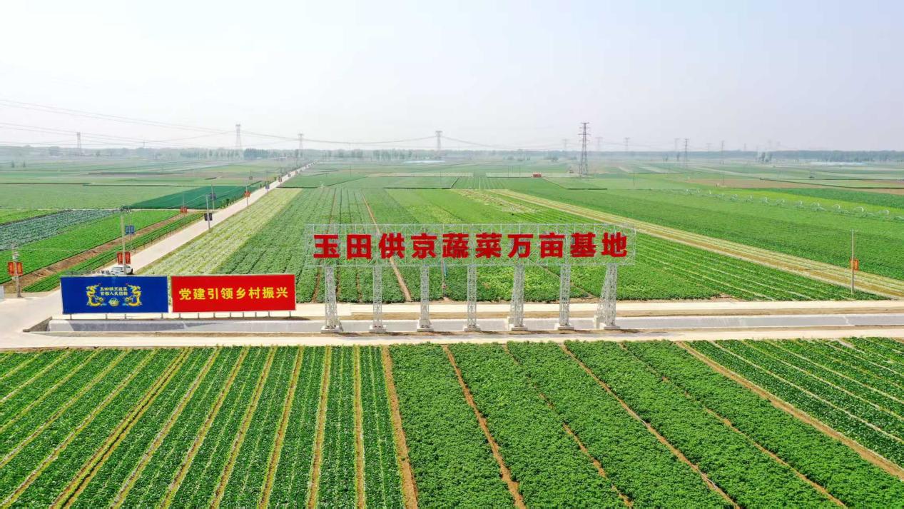 从“论斤卖”到“论个卖”，玉田蔬菜产业升级有何秘诀
