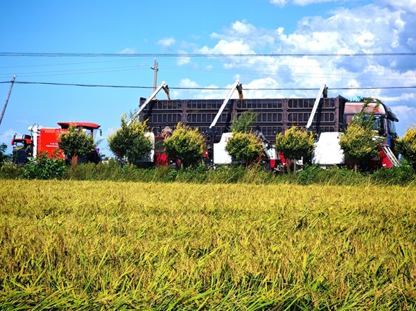 中国三星赋能乡村振兴 打造公益创新样本