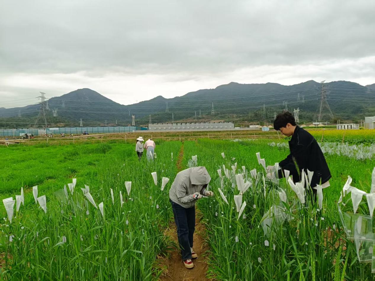 小麦赤霉病关键“感病开关”基因被发现