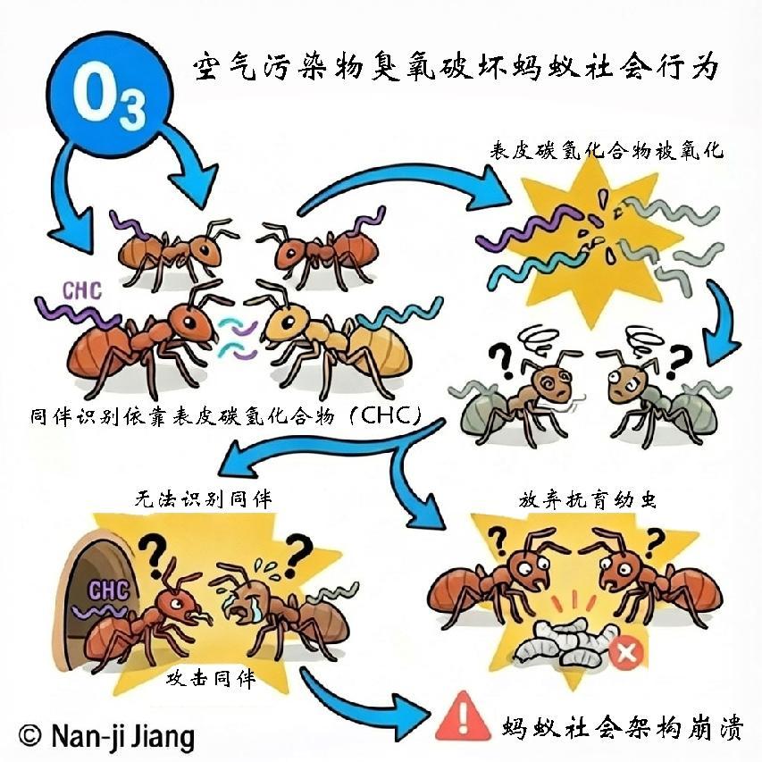 蚂蚁为何“自相残杀”？罪魁祸首竟然是它