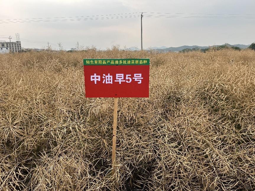 166天成熟！油菜新品种让冬闲田变身“健康油田”