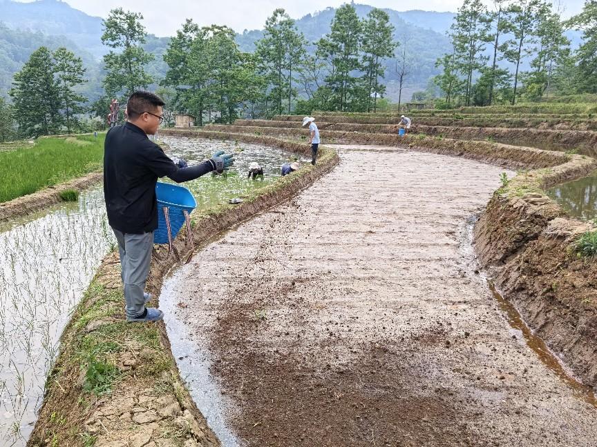 纸上种稻焕新！红河元阳梯田将告别千年弯腰插秧