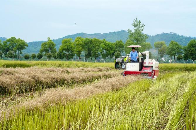 我国油菜分段收获智能化装备取得突破