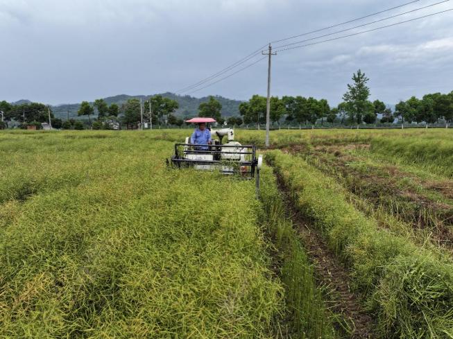 我国油菜分段收获智能化装备取得突破