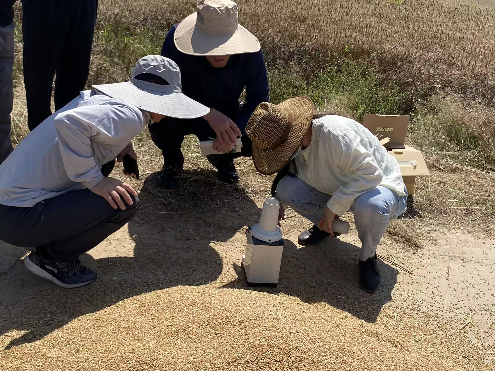 昔日低产盐碱地，今日麦浪滚滚闪金光